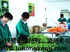 廈門專業(yè)的鷺宏康果蔬提供商 打造高效可靠的蔬菜配送代理服務